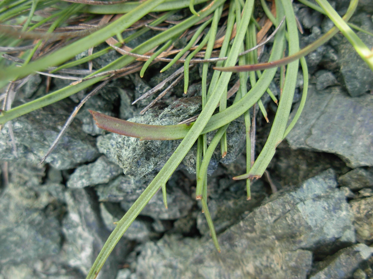 Plantago maritima L. subsp. serpentina (All.) Arcang.